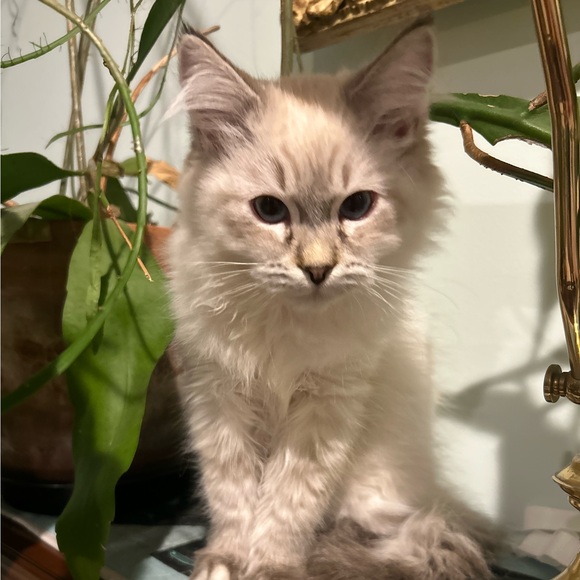 mellabelle